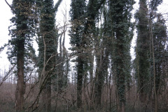 WiWa_23_37